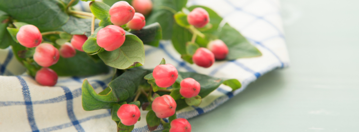 Fiche Plante : l'hypericum