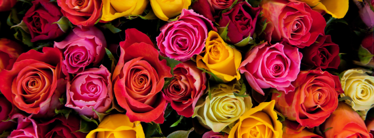 Langage des roses : signification et symbolique des couleurs
