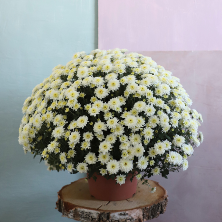 Chrysanthème en pot