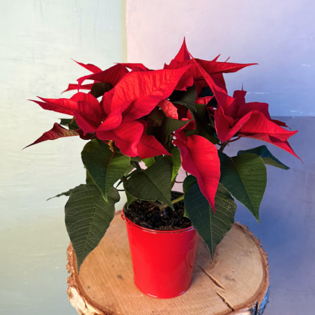 Poinsettia en pot