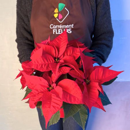 Poinsettia en pot