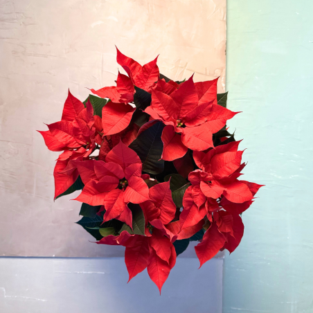 Poinsettia en pot