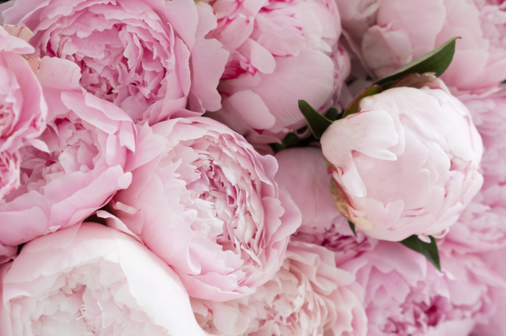 Tout savoir sur la pivoine