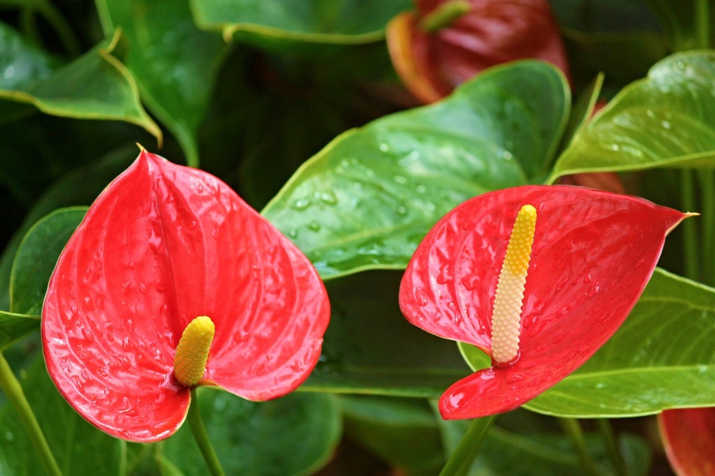 Anthurium ou la langue de feu