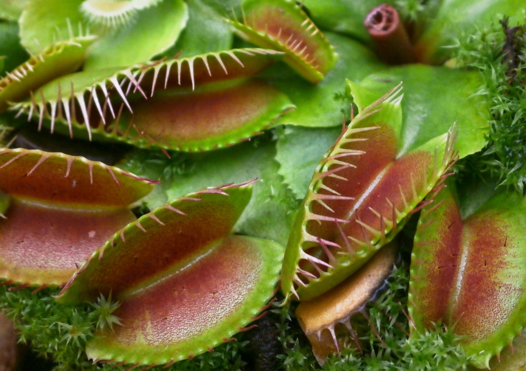 La dionée, une belle plante carnivore