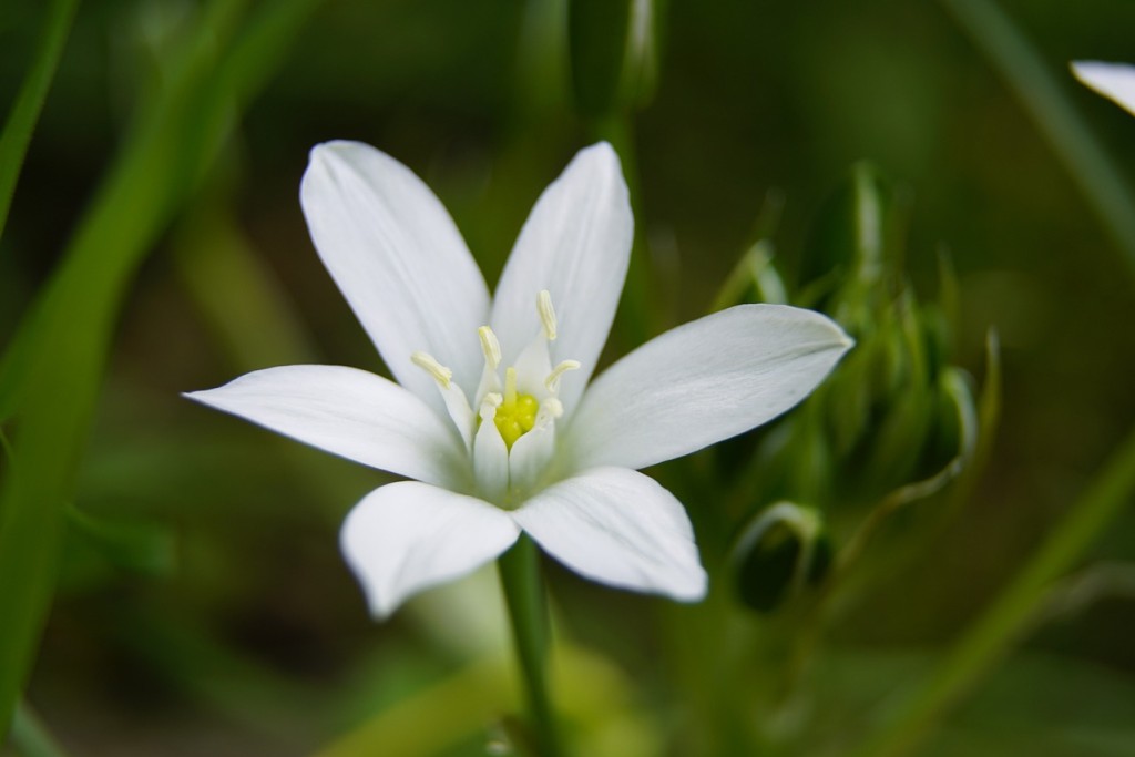 Ornithogale : une fleur aussi blanche que le lait