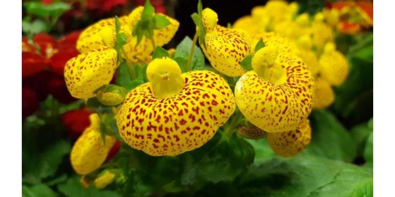 Sabot de Vénus, orchidée de la passion