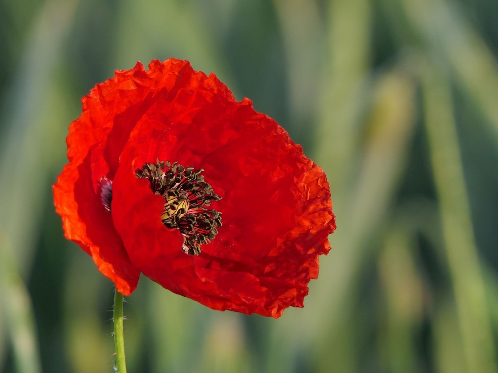 Le coquelicot ou pavot rouge