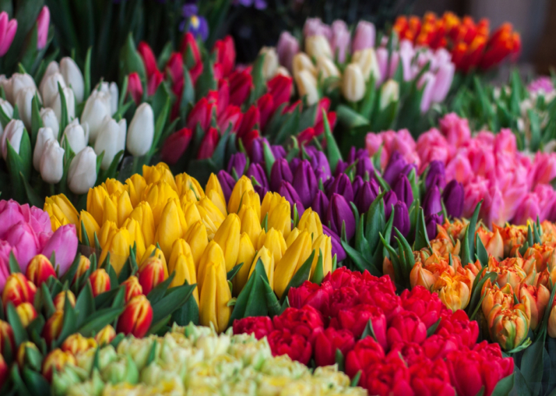 Quelle est la signification et la symbolique des couleurs des tulipes ? 