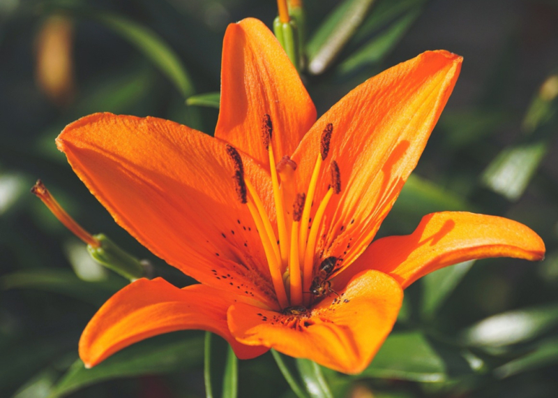 Lys orangé, une fleur emblématique de toute beauté