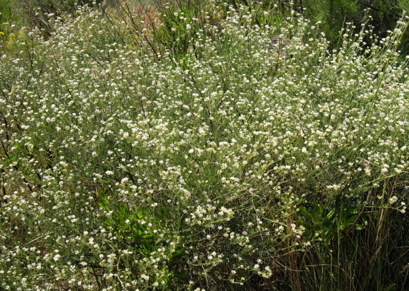 La Badasse, une plante vivace particulière