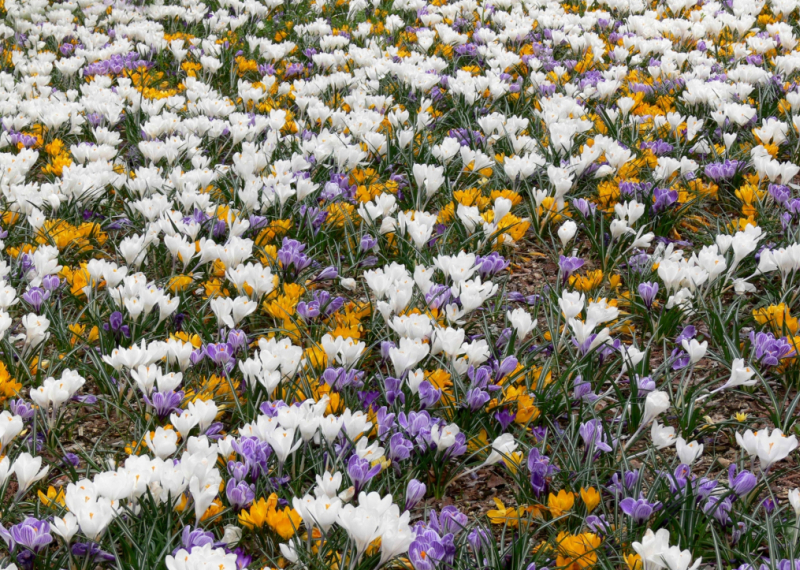 Crocus, la jolie fleur de l’hiver