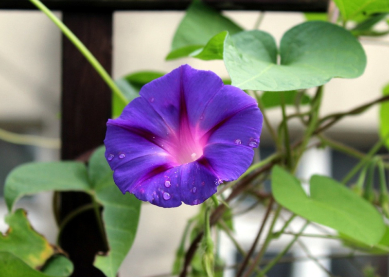 Le liseron, l’ipomée bleu du jardin