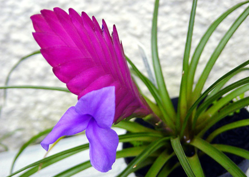 Tillandsia raquette, une magnifique plante d'intérieur fleurie