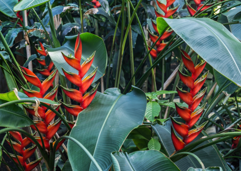 Balisier, la grande plante cousine du bananier