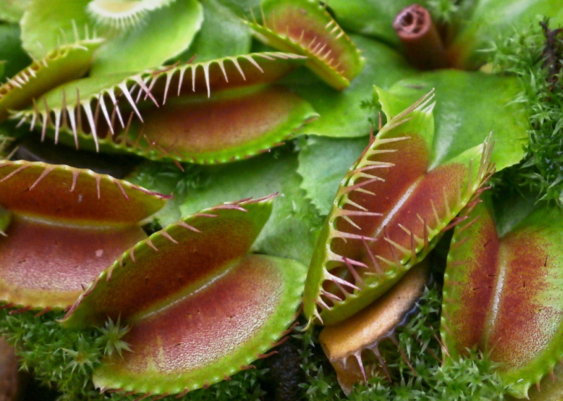 La dionée, une belle plante carnivore