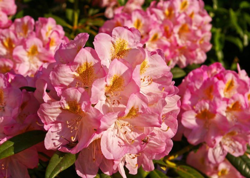 Le rhododendron ou l’arbre aux roses