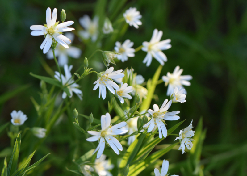 Stellaire, plante sauvage aux belles propriétés