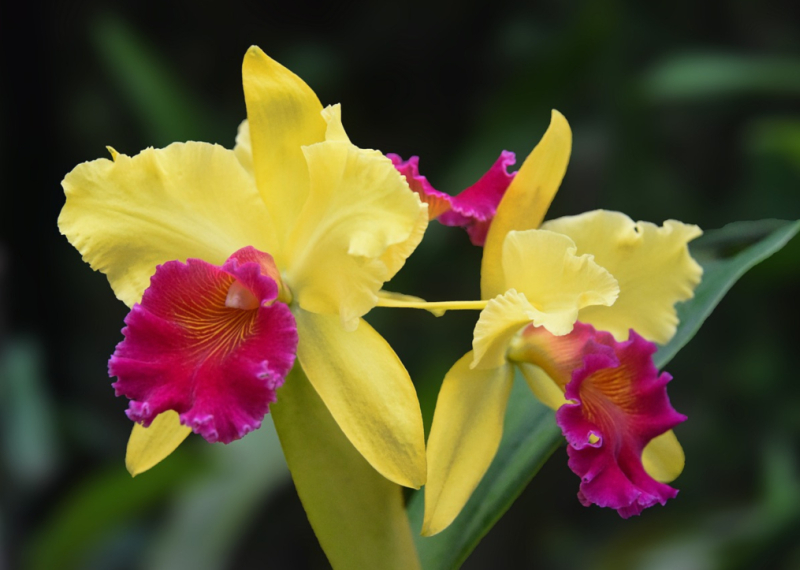 Cattleya, un type d’orchidée très décoratif