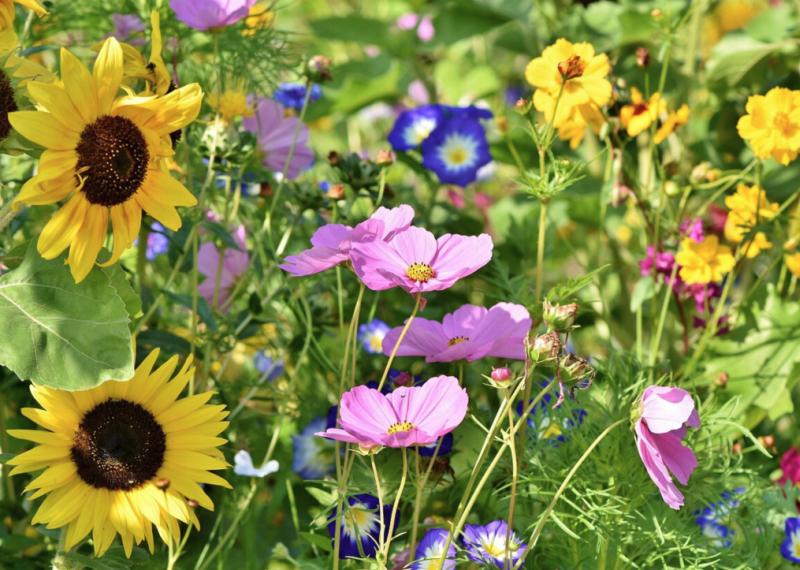 Les 20 plus belles fleurs d'été