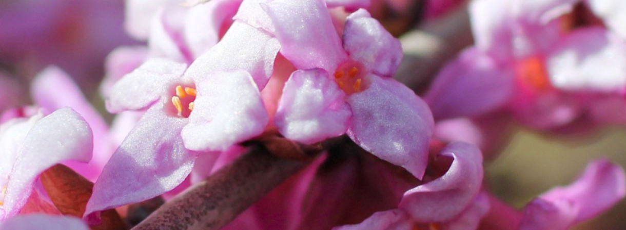 Daphné, la belle fleur d’hiver au parfum divin