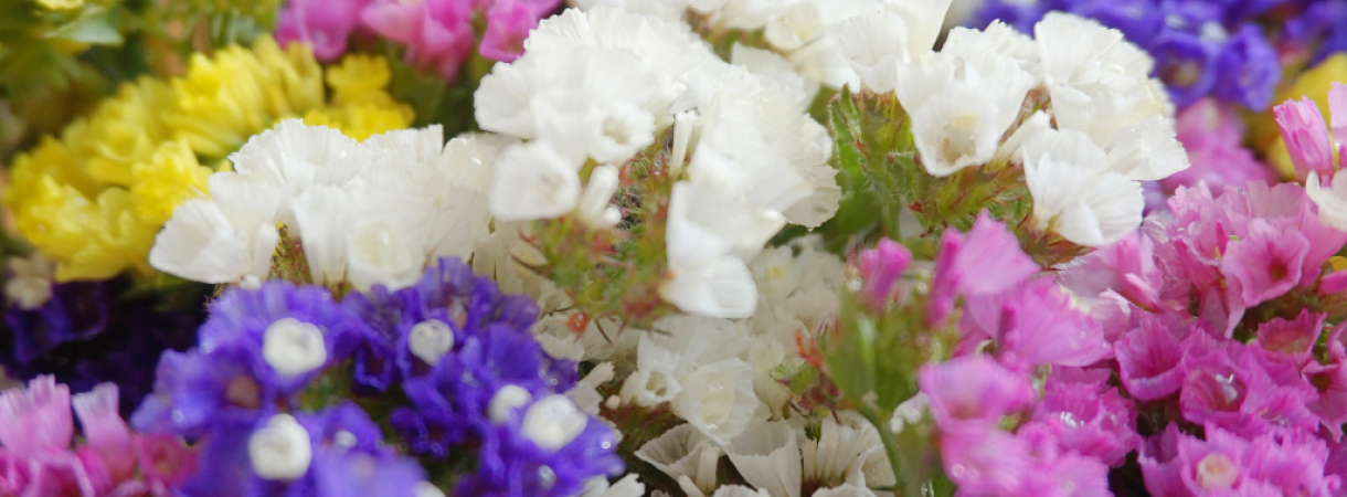 Le Statice ou Limonium