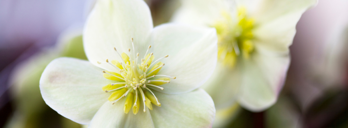 Quelle fleur offrir à Noël ?