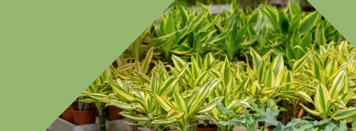 Liste des magasins participants à l'opération