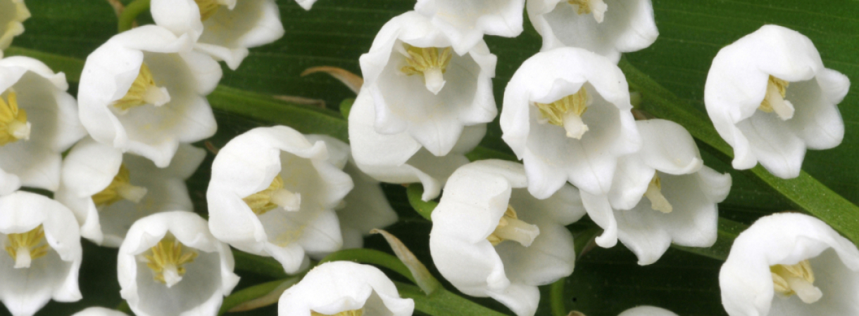 D’où vient la tradition du muguet au 1er mai ?