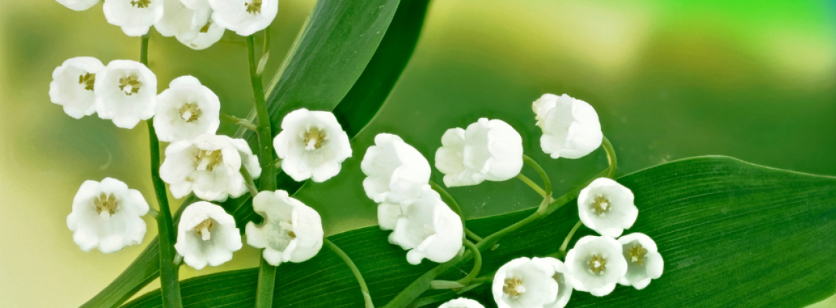 Symbolique du muguet : signification et histoire de cette fleur porte-bonheur